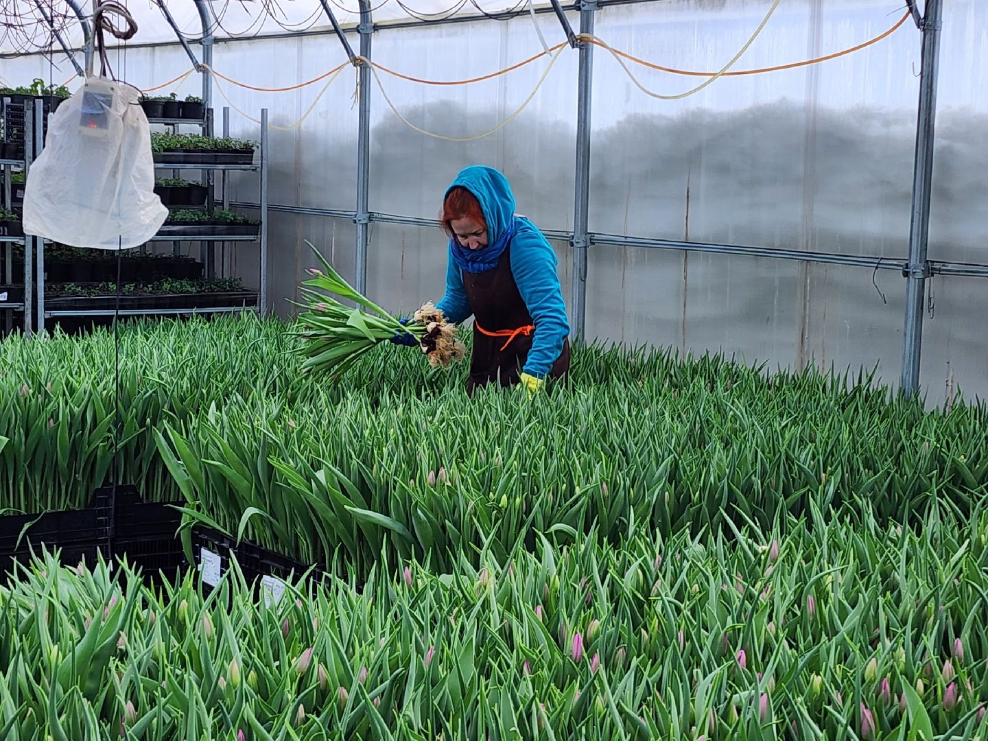 чехов, тюльпаны, 8 марта, тепличный комплекс, выращивание,