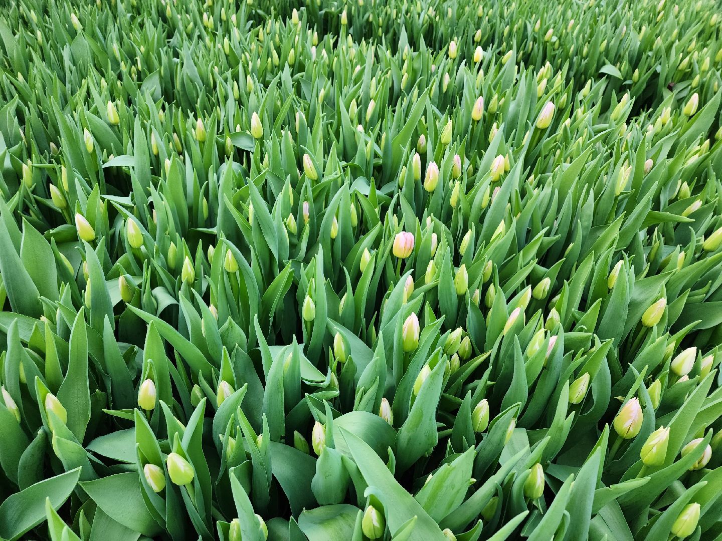 чехов, тюльпаны, 8 марта, тепличный комплекс, выращивание,