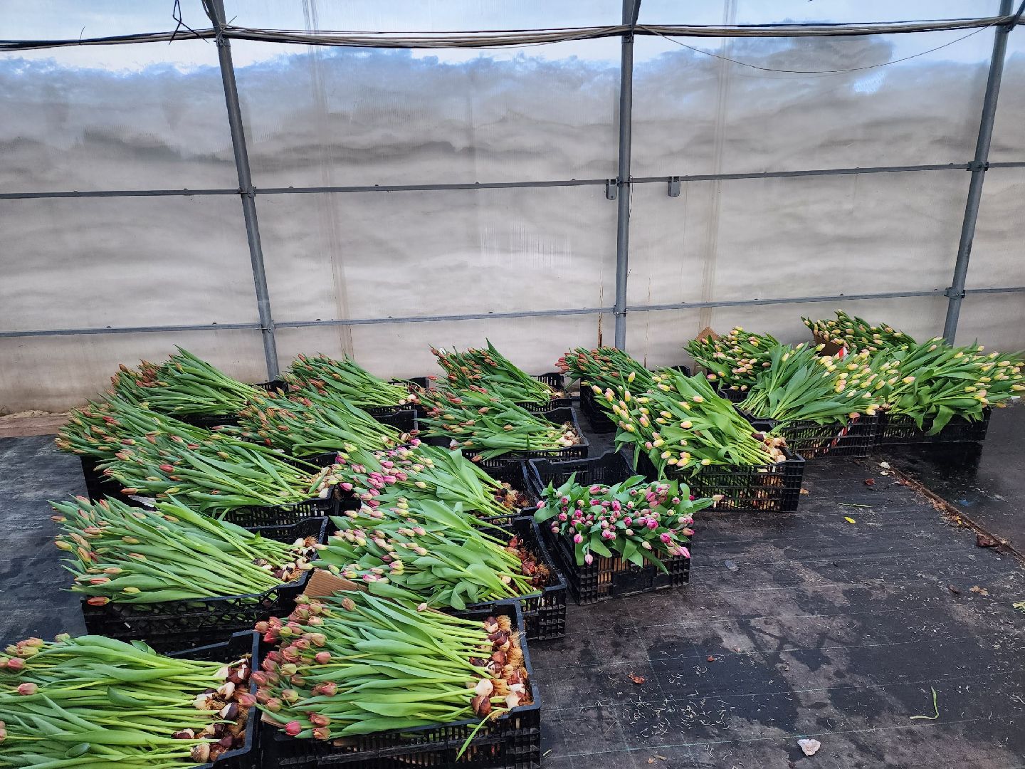 чехов, тюльпаны, 8 марта, тепличный комплекс, выращивание,