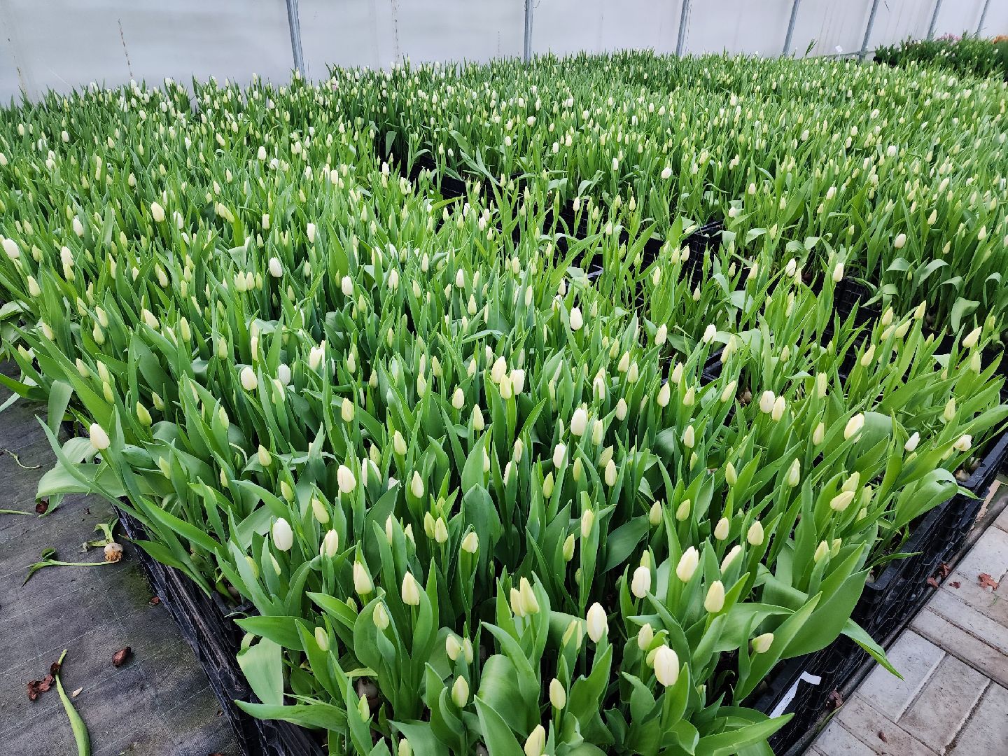 чехов, тюльпаны, 8 марта, тепличный комплекс, выращивание,