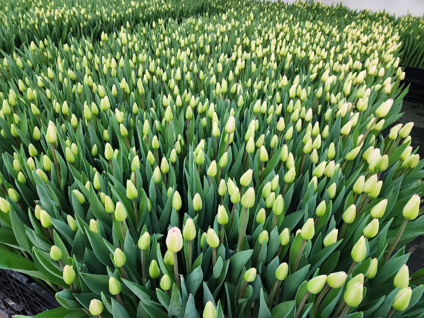 чехов, тюльпаны, 8 марта, тепличный комплекс, выращивание,