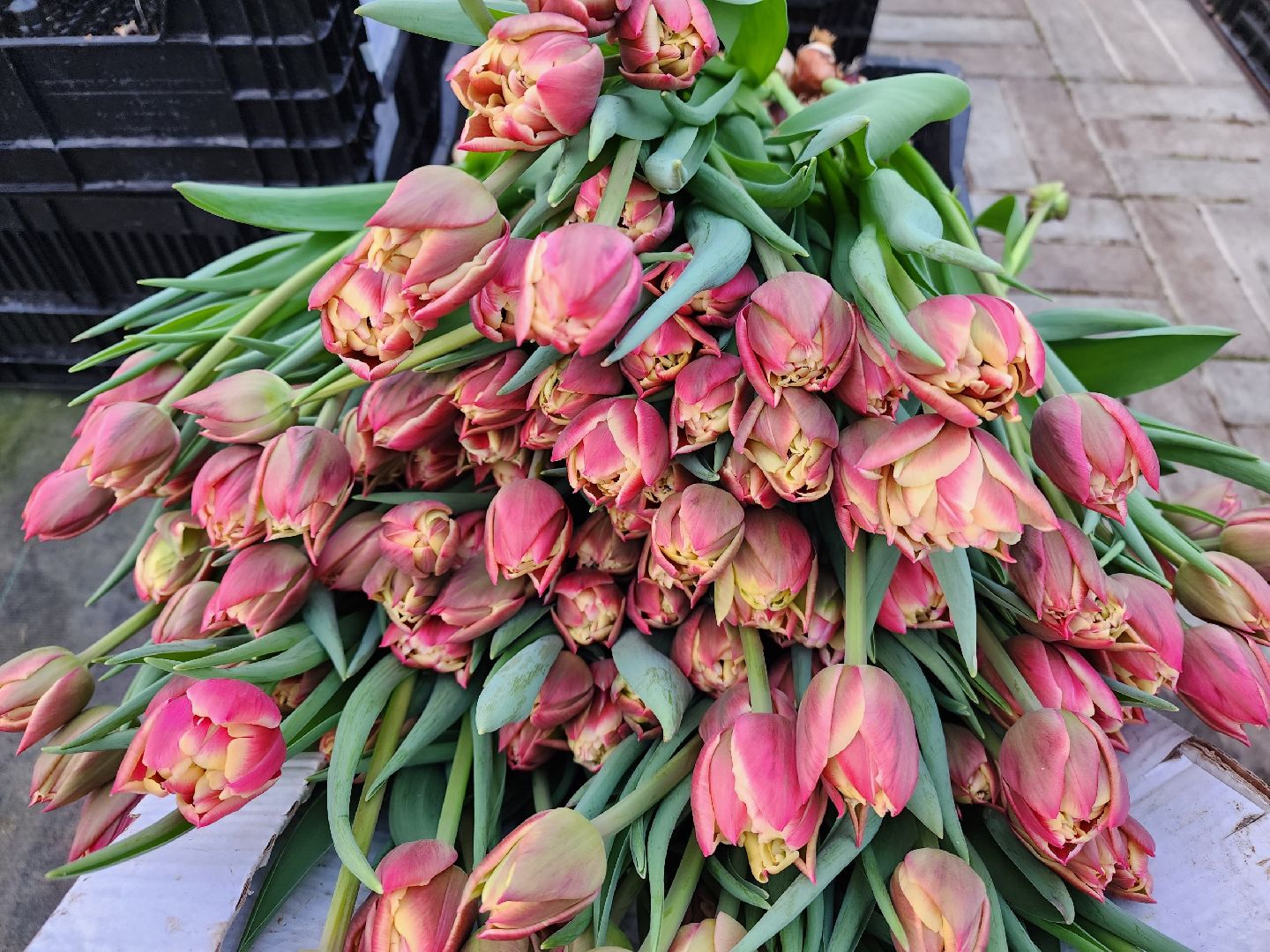 чехов, тюльпаны, 8 марта, тепличный комплекс, выращивание,