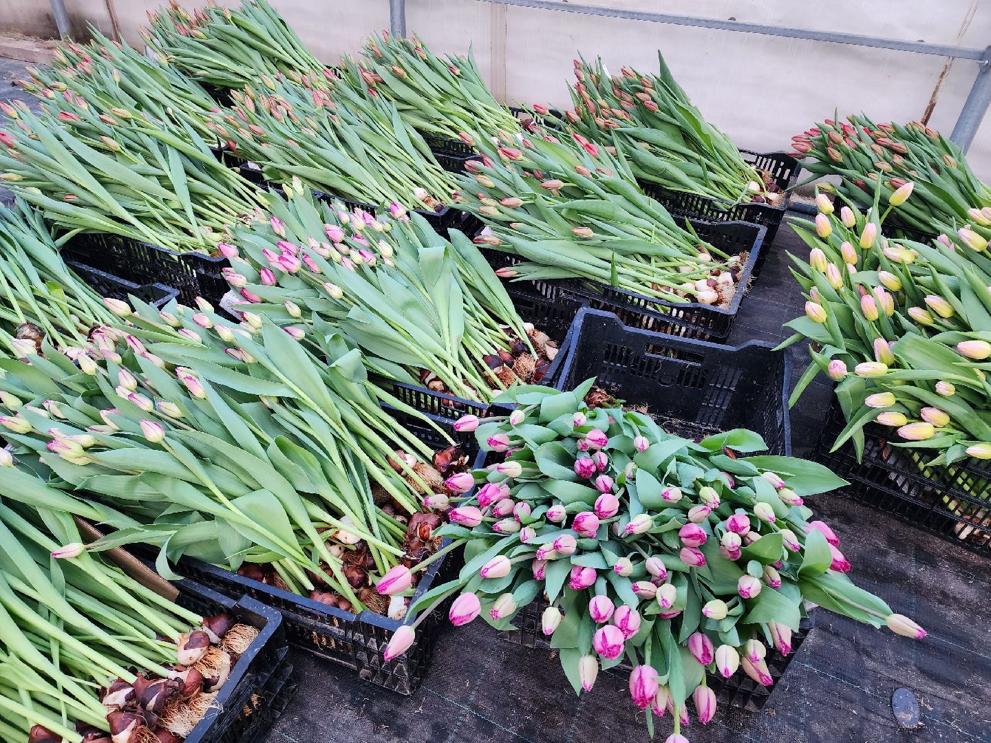 чехов, тюльпаны, 8 марта, тепличный комплекс, выращивание,