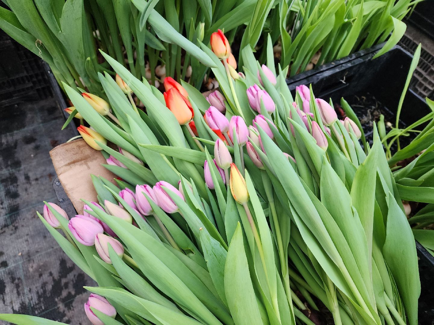 чехов, тюльпаны, 8 марта, тепличный комплекс, выращивание,