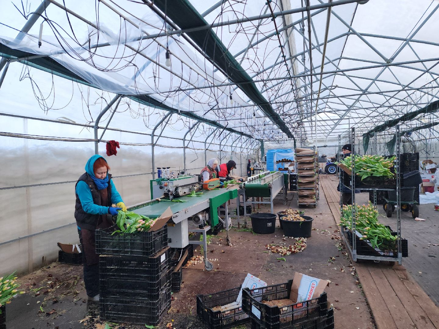 чехов, тюльпаны, 8 марта, тепличный комплекс, выращивание,