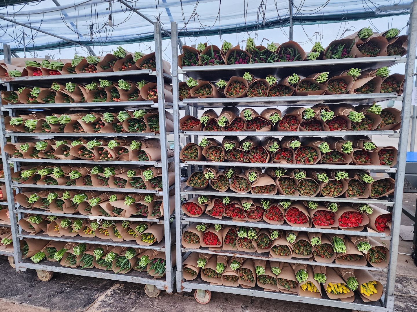 чехов, тюльпаны, 8 марта, тепличный комплекс, выращивание,