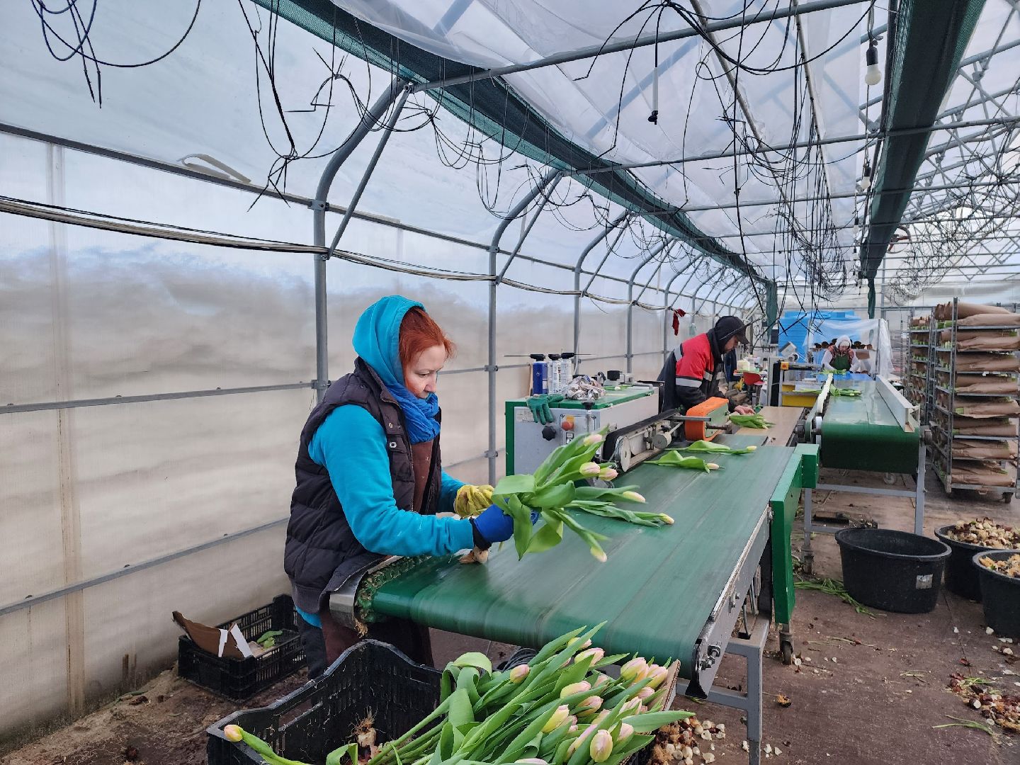 чехов, тюльпаны, 8 марта, тепличный комплекс, выращивание,