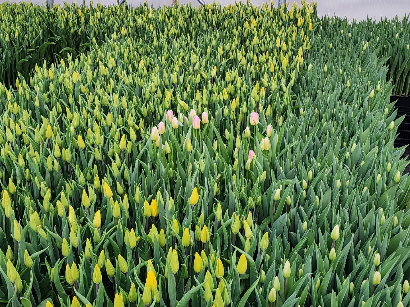 чехов, тюльпаны, 8 марта, тепличный комплекс, выращивание,