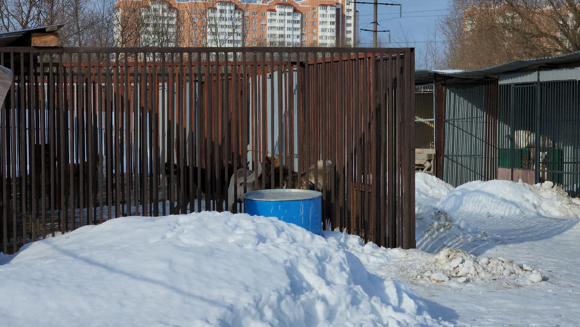 серпухов, собачий приют, зоозащита плюс, волонтеры, собаки, московское шоссе,
