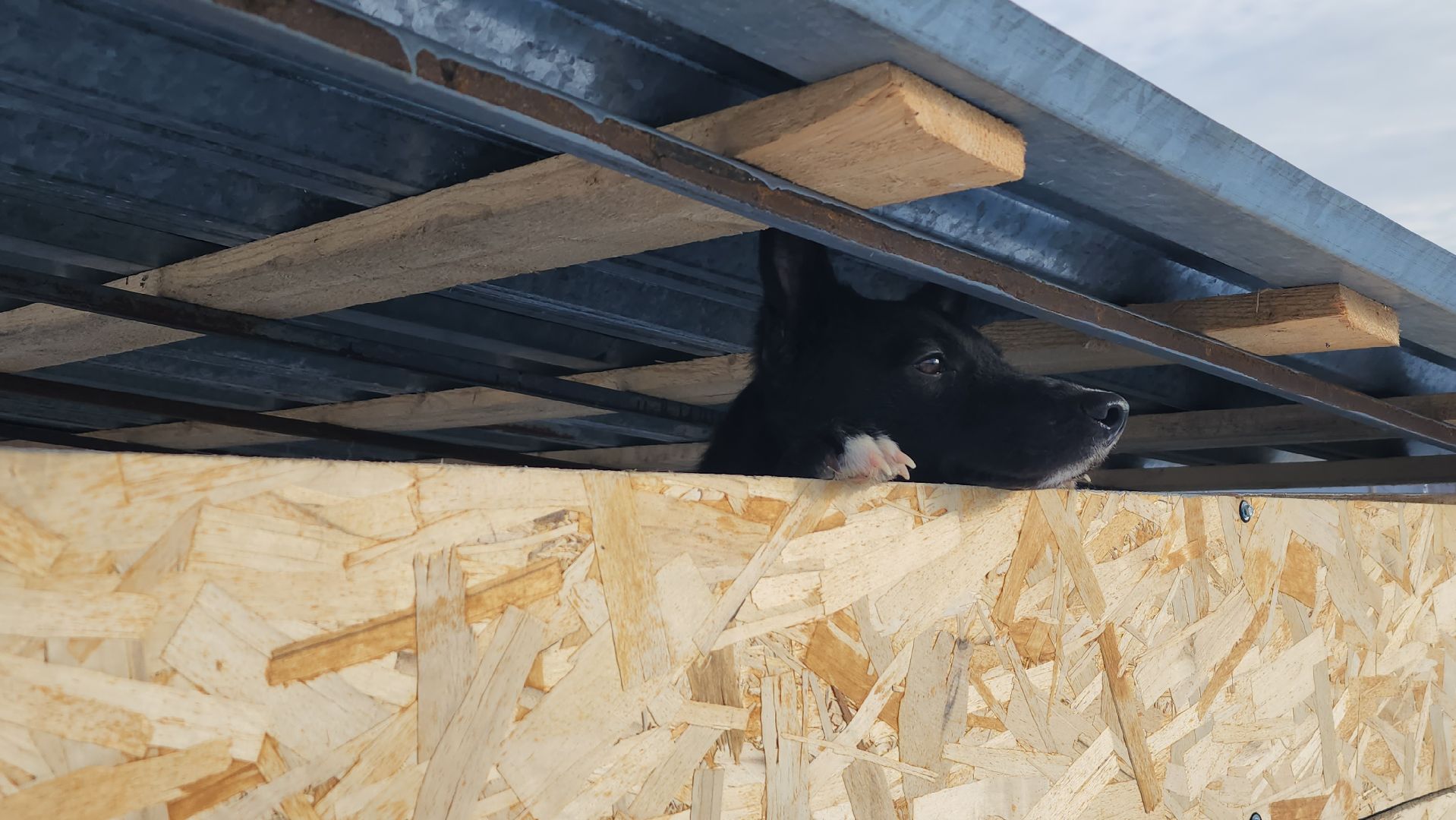 серпухов, собачий приют, зоозащита плюс, волонтеры, собаки, московское шоссе,