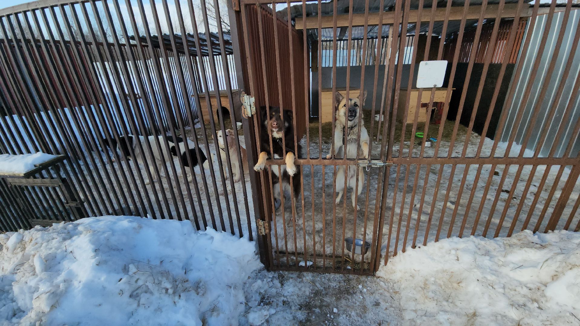 серпухов, собачий приют, зоозащита плюс, волонтеры, собаки, московское шоссе,
