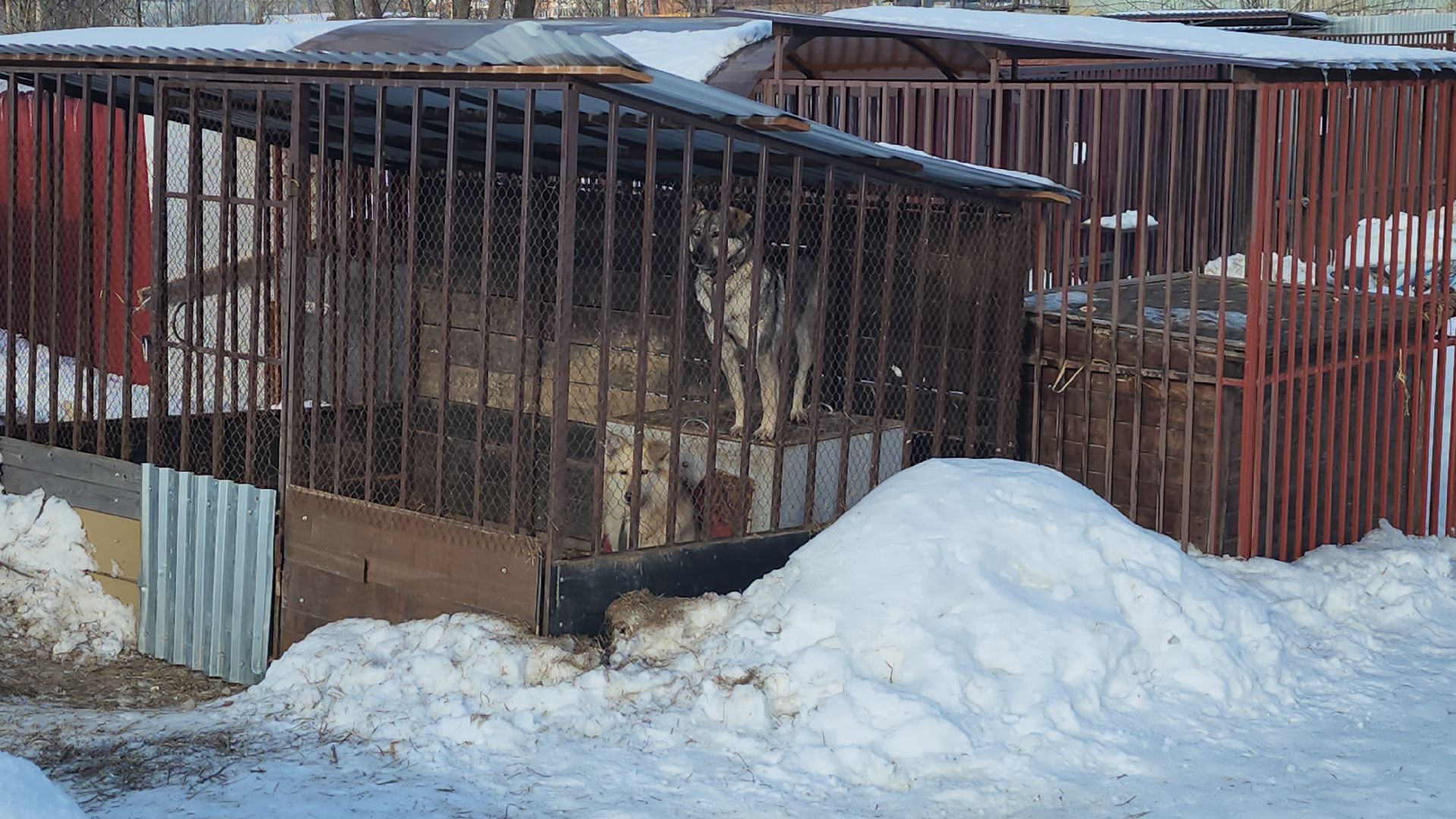 серпухов, собачий приют, зоозащита плюс, волонтеры, собаки, московское шоссе,