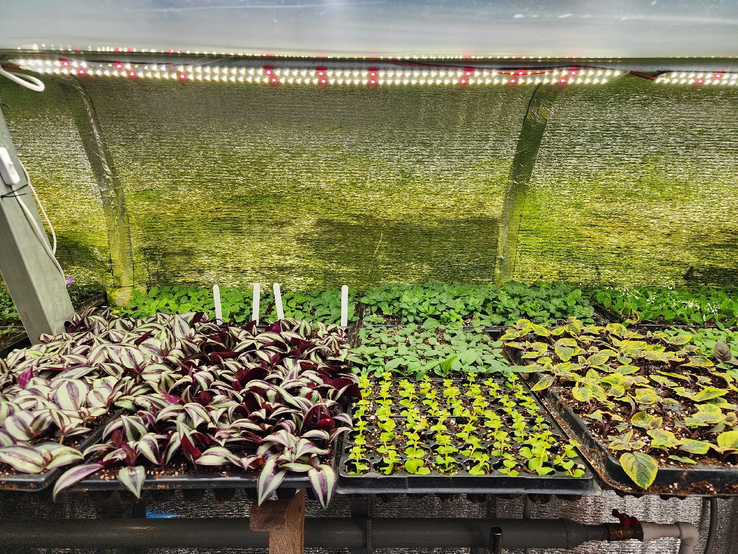 Звенигород, Фермерство, Сельское хозяйство, мастер класс,