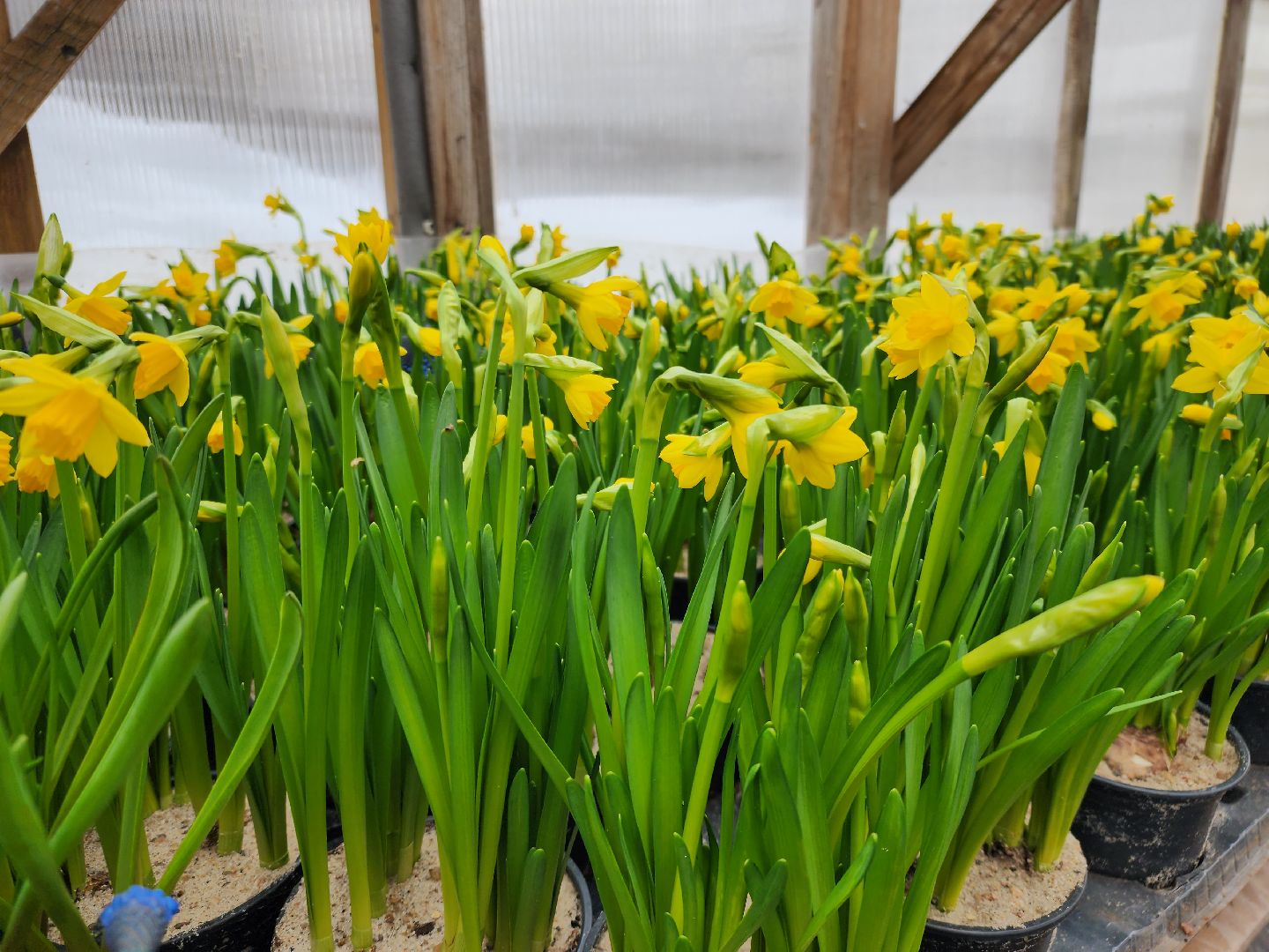 Звенигород, Фермерство, Сельское хозяйство, мастер класс,