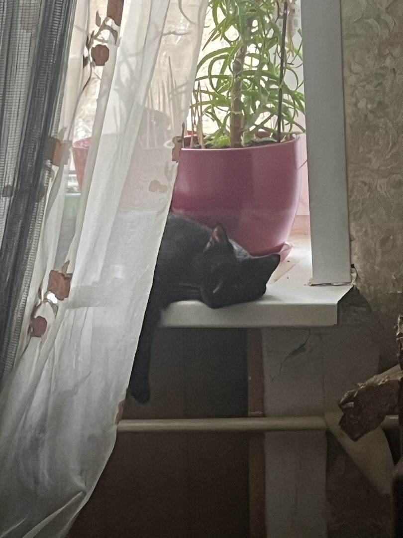 кошки, ветеринария, ветеринарный врач, спасение котов, день кошек,