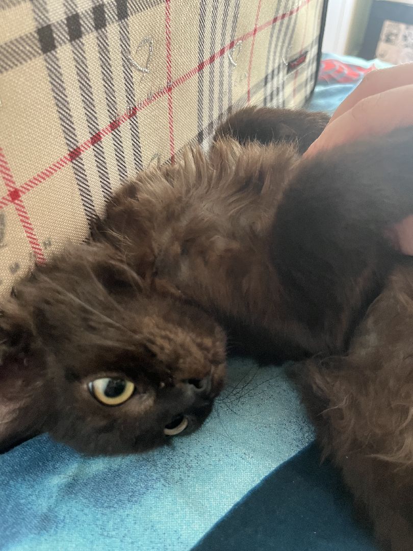 кошки, ветеринария, ветеринарный врач, спасение котов, день кошек,