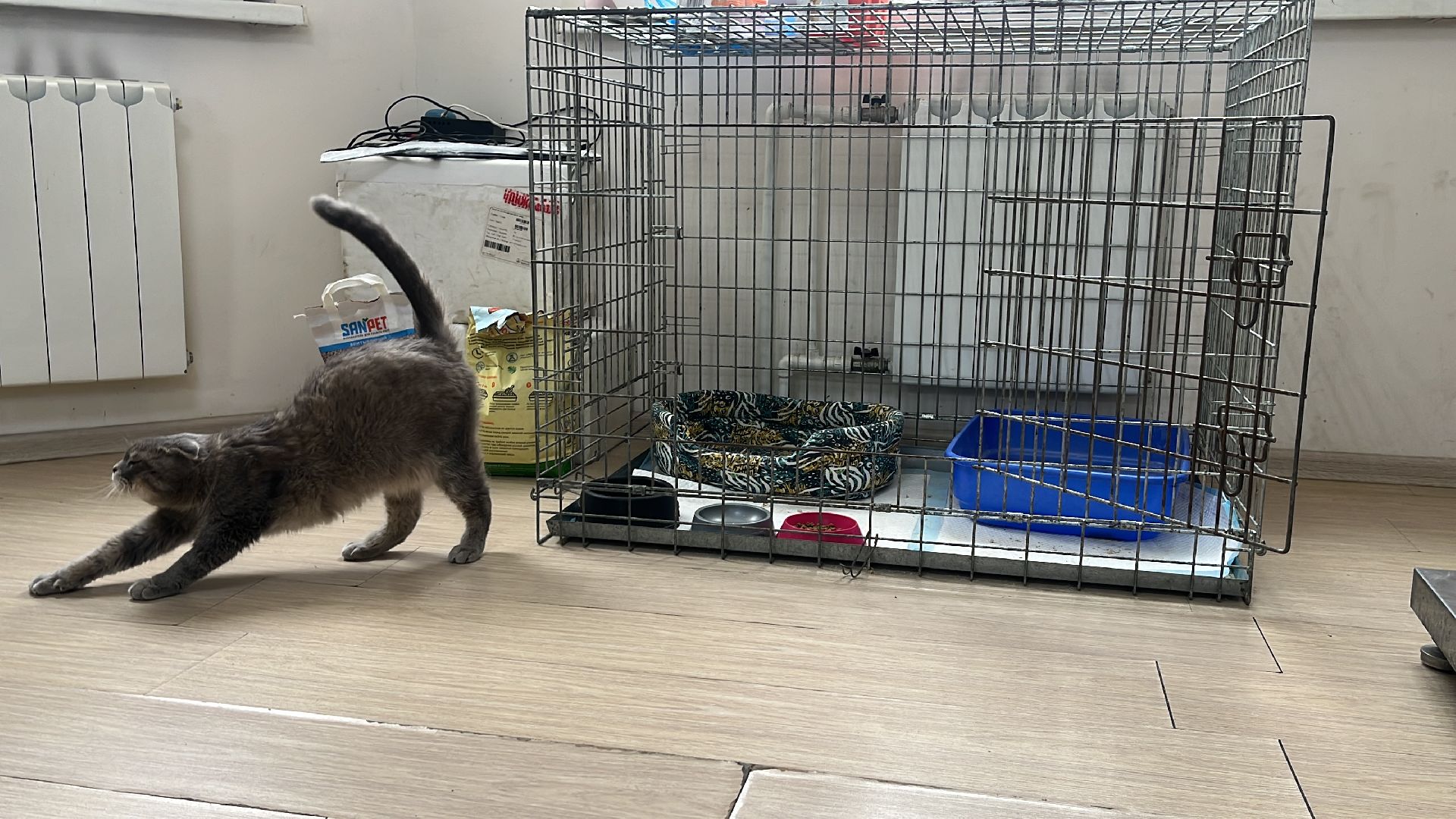 кошки, ветеринария, ветеринарный врач, спасение котов, день кошек,