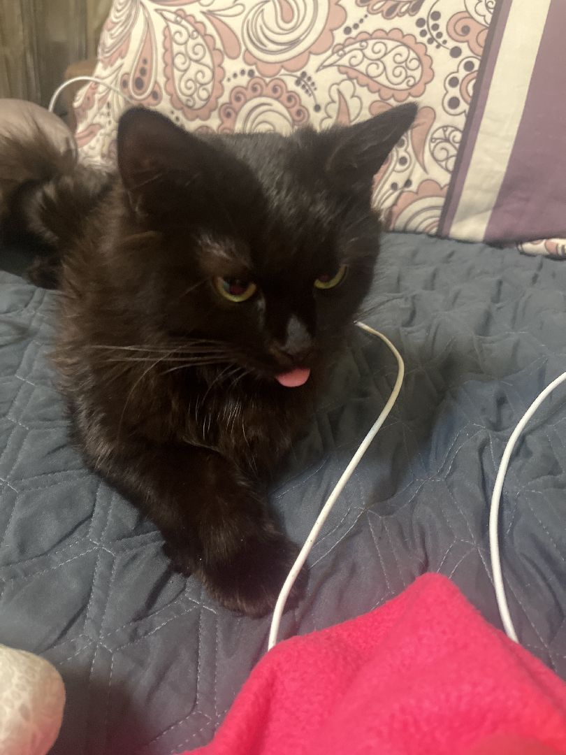 кошки, ветеринария, ветеринарный врач, спасение котов, день кошек,