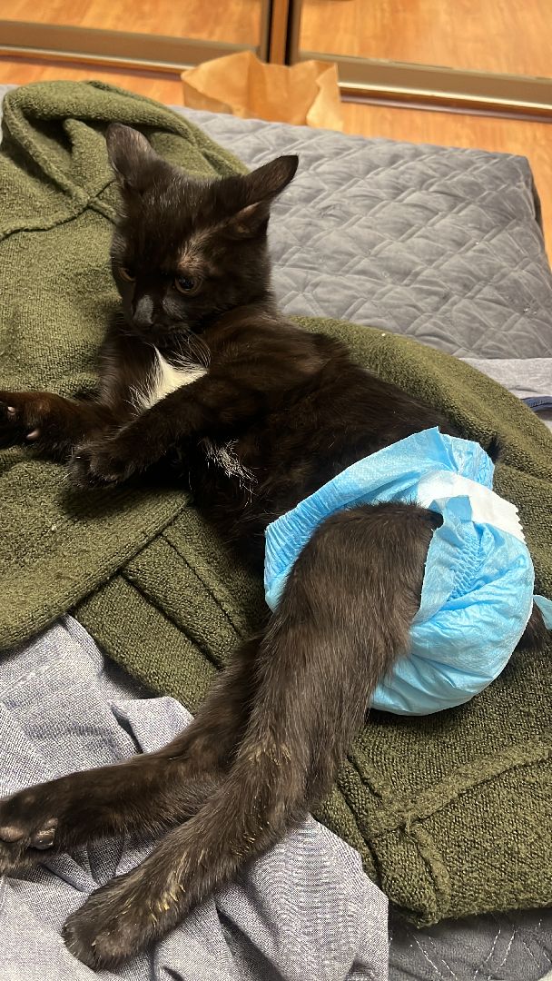 кошки, ветеринария, ветеринарный врач, спасение котов, день кошек,