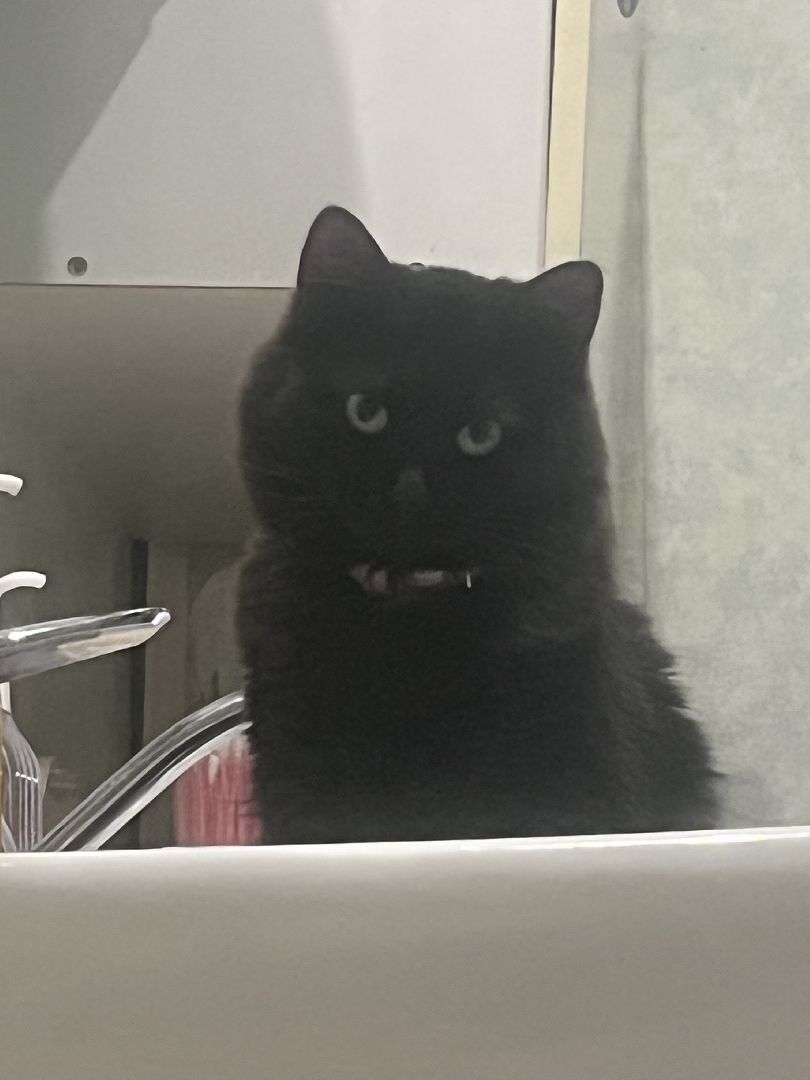 кошки, ветеринария, ветеринарный врач, спасение котов, день кошек,