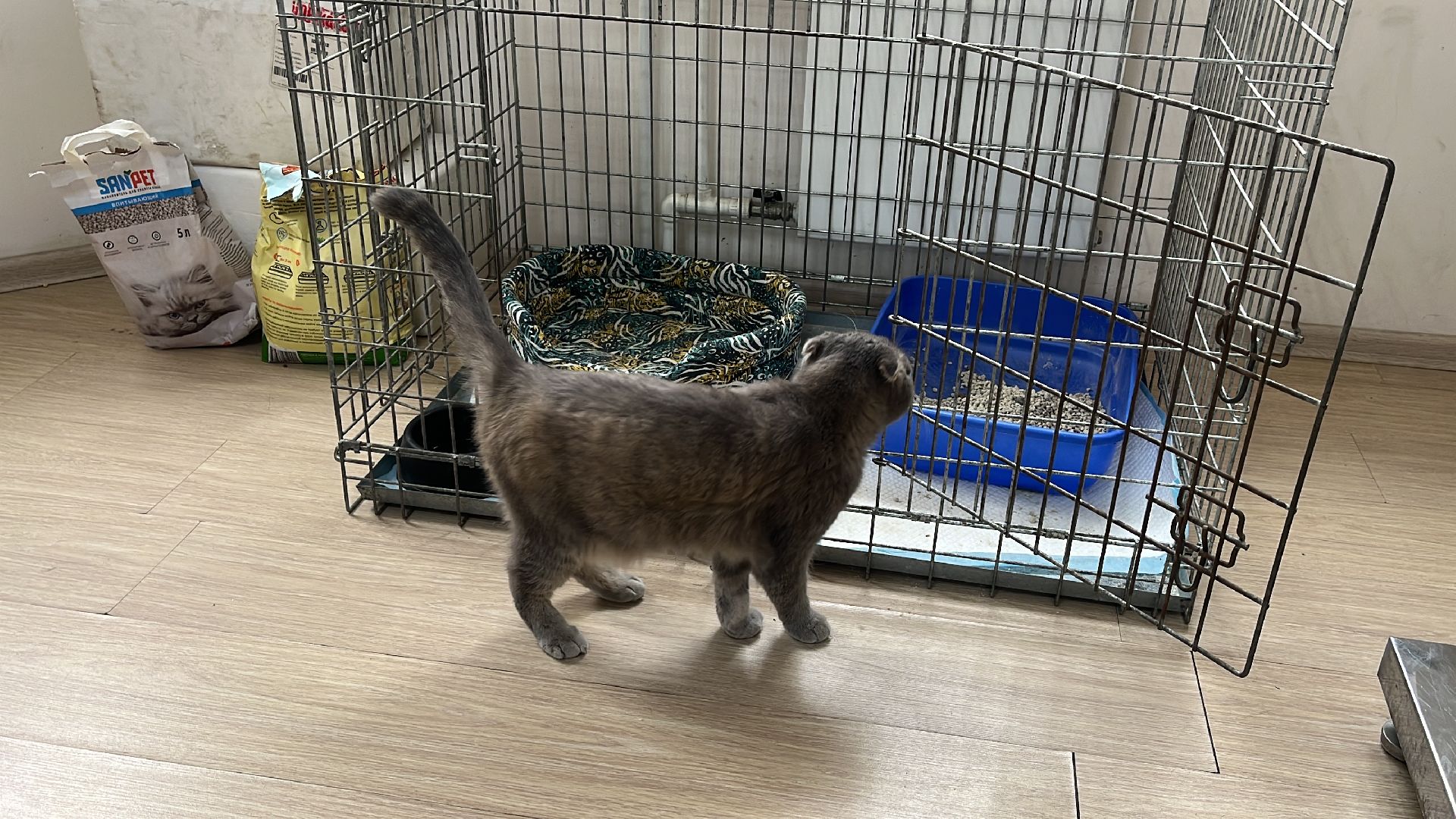 кошки, ветеринария, ветеринарный врач, спасение котов, день кошек,