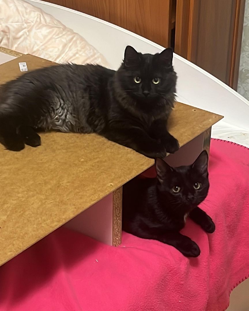 кошки, ветеринария, ветеринарный врач, спасение котов, день кошек,