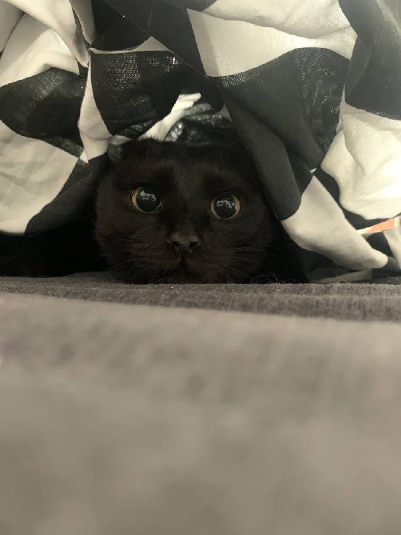 кошки, ветеринария, ветеринарный врач, спасение котов, день кошек,