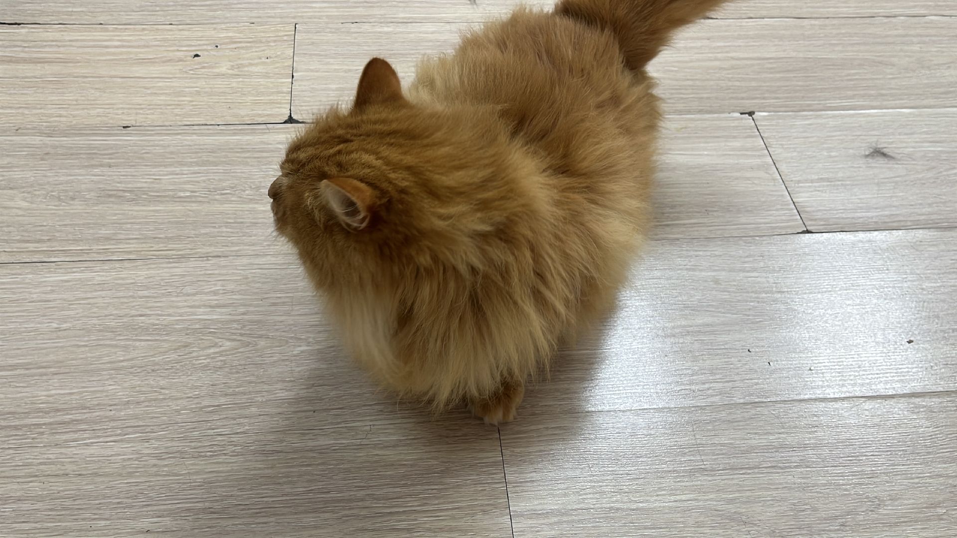 кошки, ветеринария, ветеринарный врач, спасение котов, день кошек,