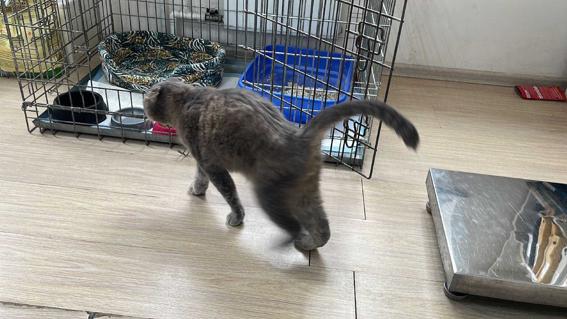 кошки, ветеринария, ветеринарный врач, спасение котов, день кошек,