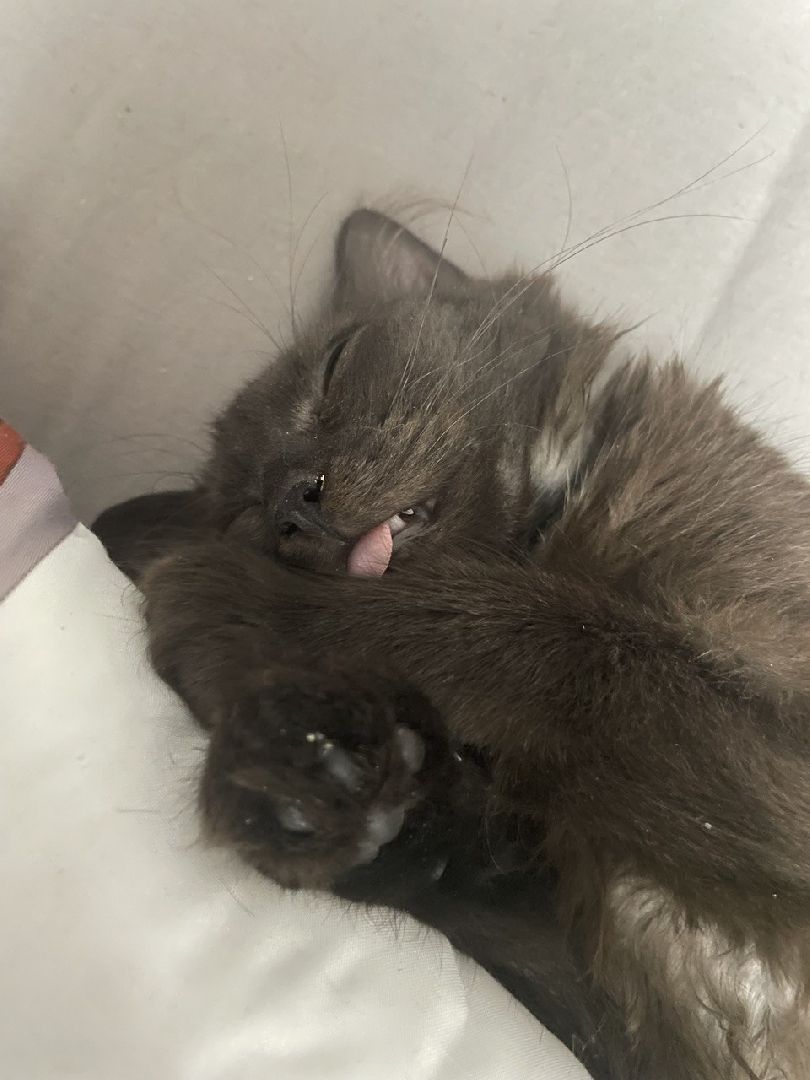 кошки, ветеринария, ветеринарный врач, спасение котов, день кошек,