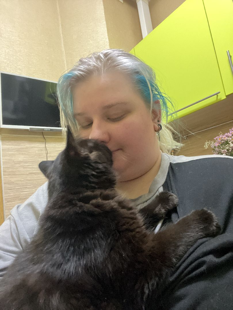 кошки, ветеринария, ветеринарный врач, спасение котов, день кошек,