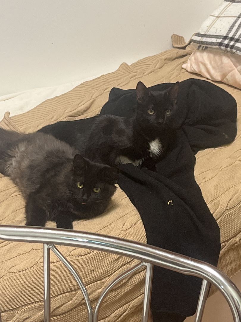 кошки, ветеринария, ветеринарный врач, спасение котов, день кошек,