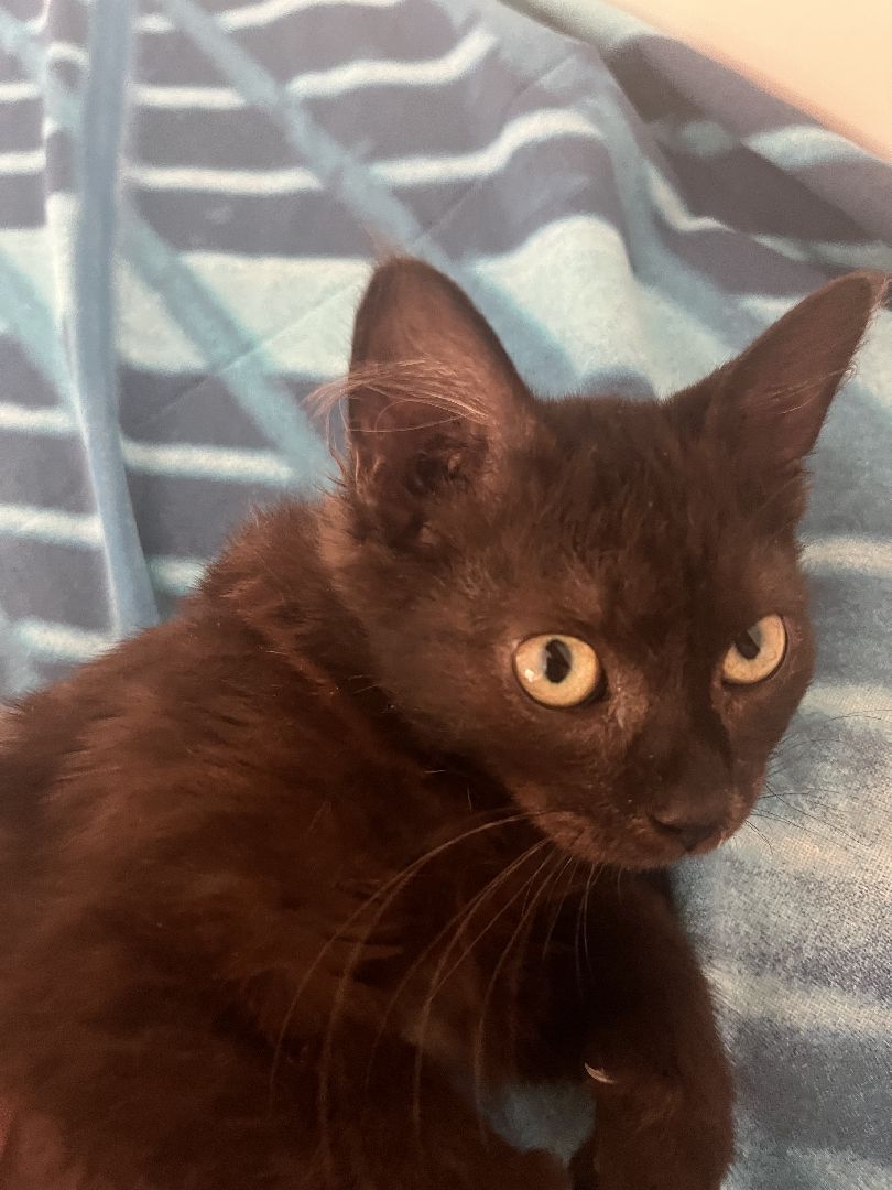 кошки, ветеринария, ветеринарный врач, спасение котов, день кошек,