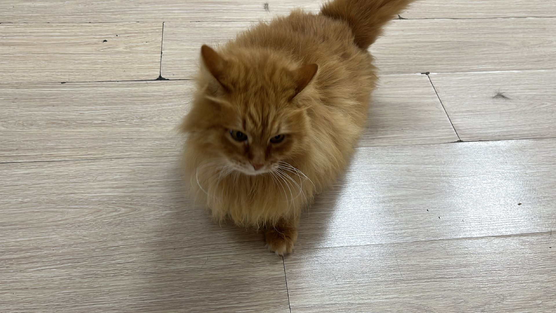 кошки, ветеринария, ветеринарный врач, спасение котов, день кошек,