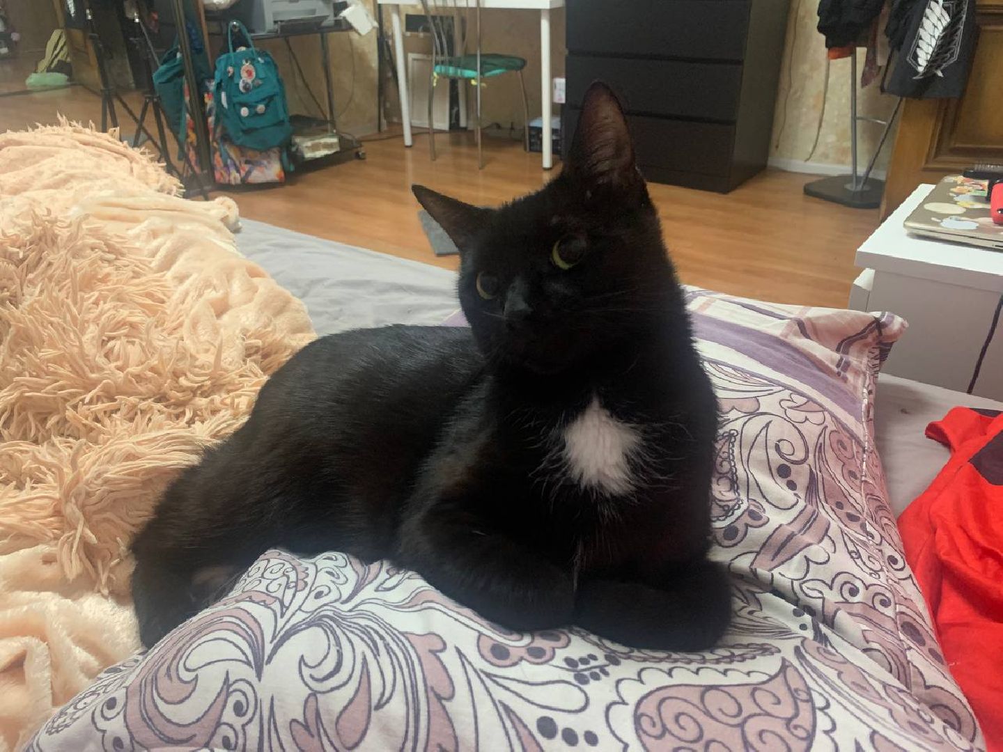 кошки, ветеринария, ветеринарный врач, спасение котов, день кошек,