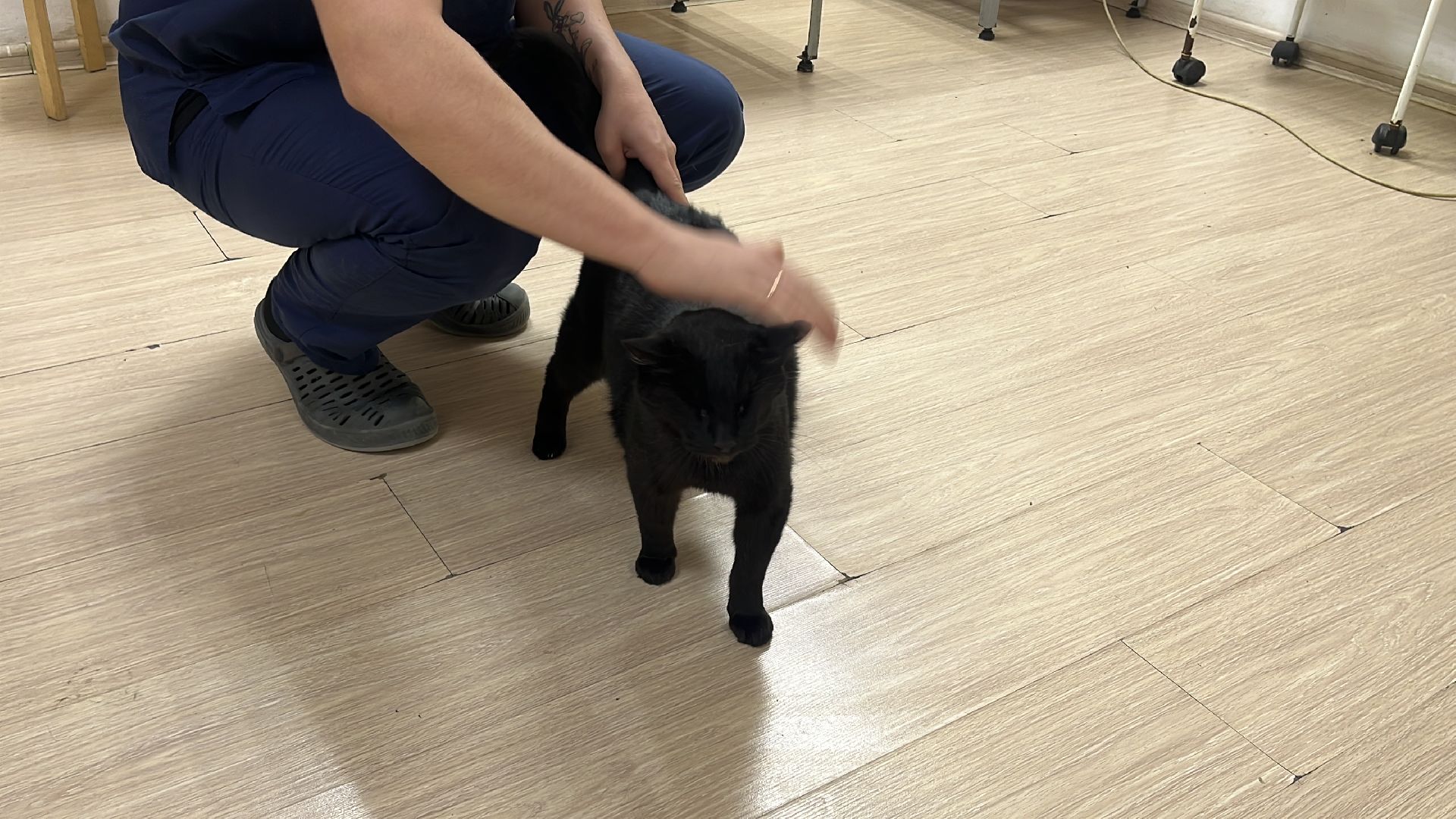 кошки, ветеринария, ветеринарный врач, спасение котов, день кошек,