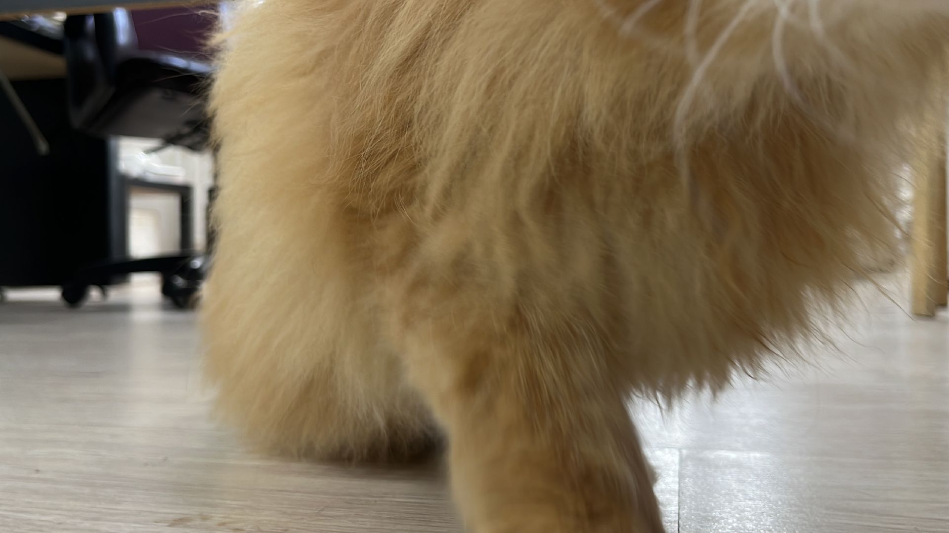 кошки, ветеринария, ветеринарный врач, спасение котов, день кошек,