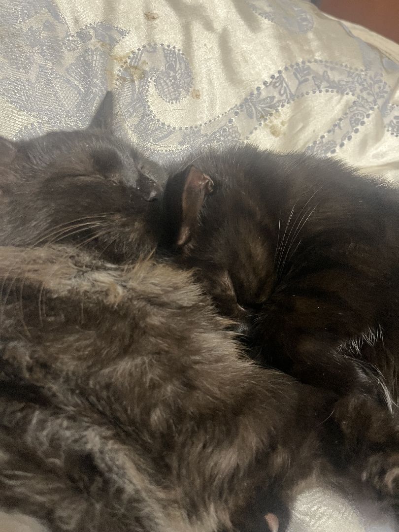 кошки, ветеринария, ветеринарный врач, спасение котов, день кошек,