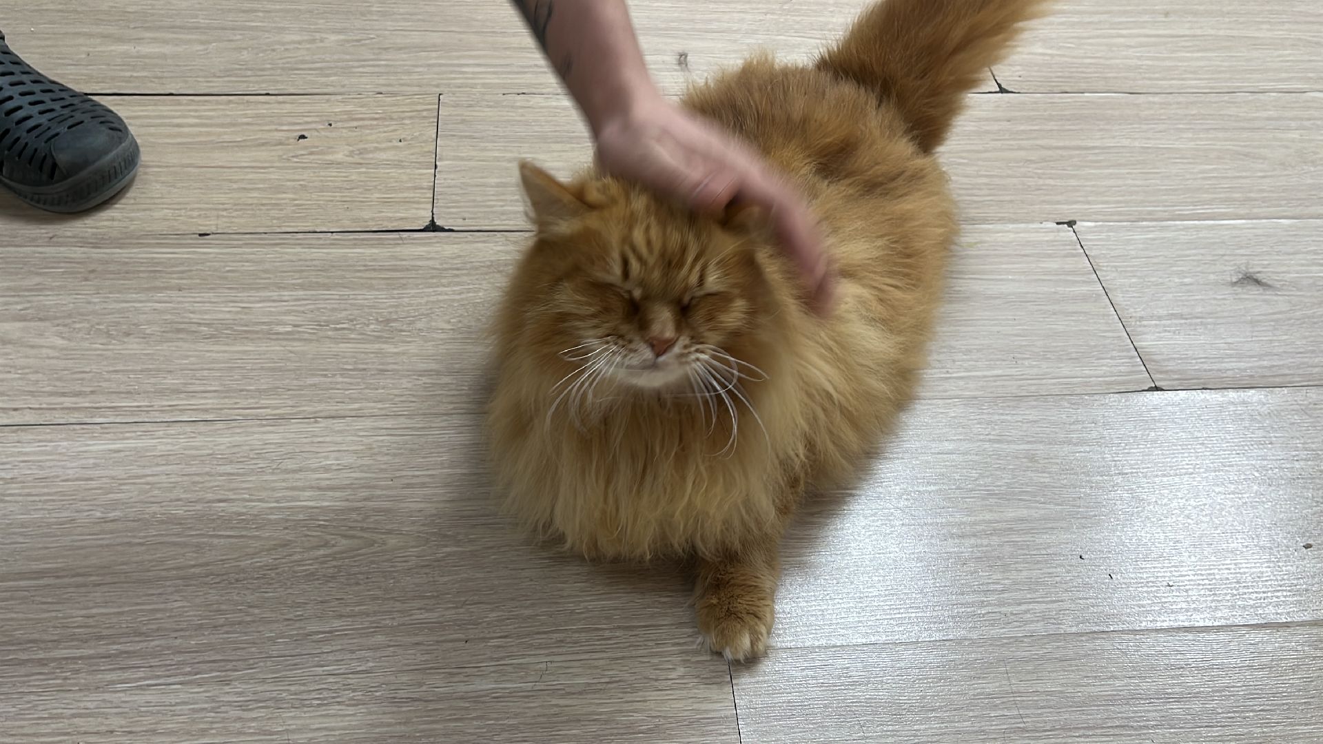 кошки, ветеринария, ветеринарный врач, спасение котов, день кошек,