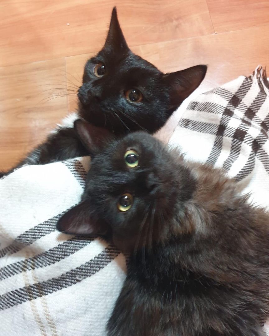 кошки, ветеринария, ветеринарный врач, спасение котов, день кошек,