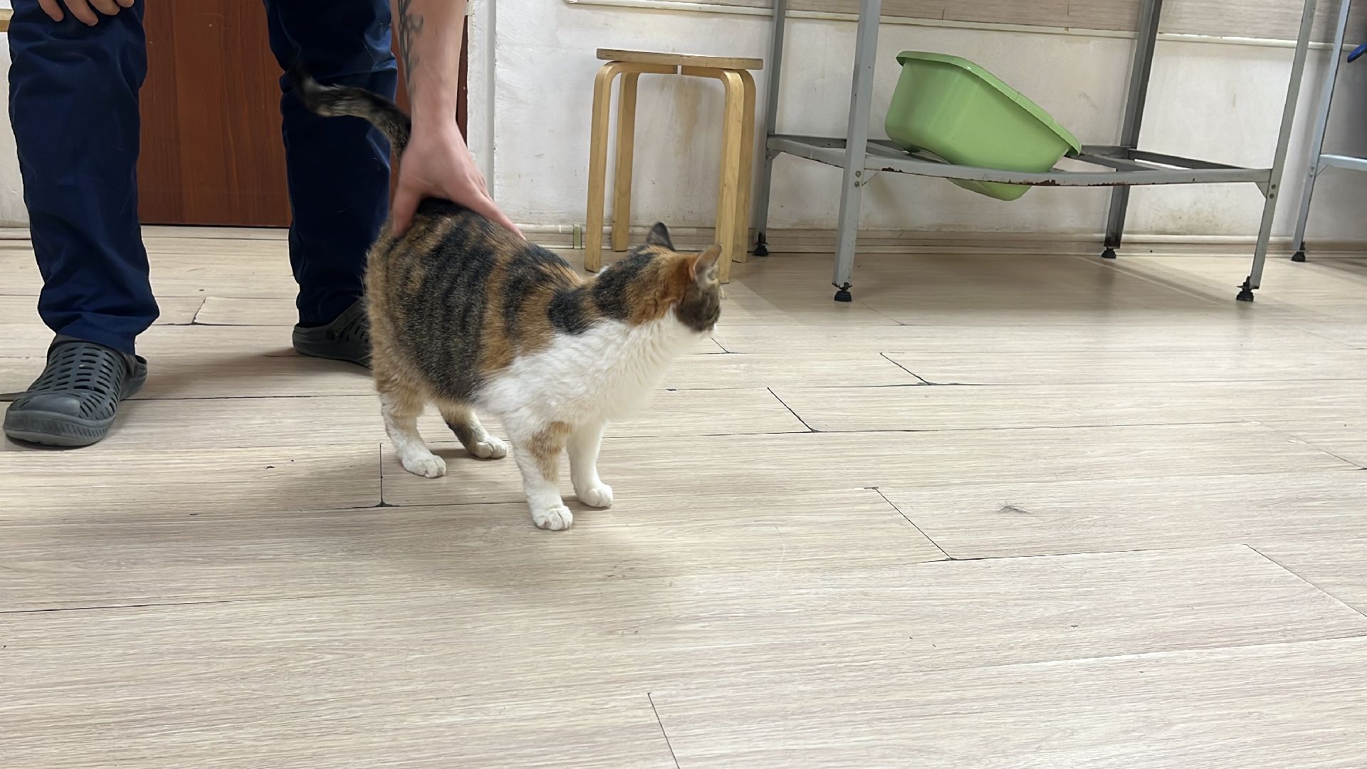 кошки, ветеринария, ветеринарный врач, спасение котов, день кошек,