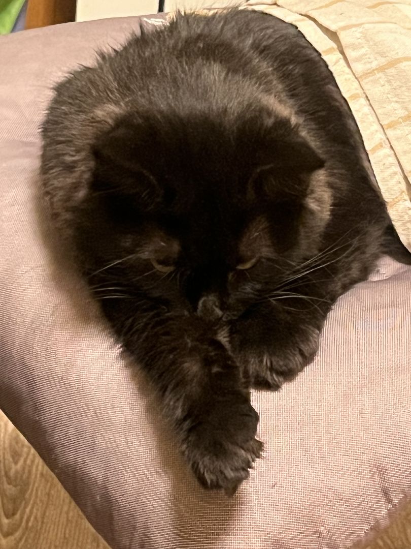 кошки, ветеринария, ветеринарный врач, спасение котов, день кошек,