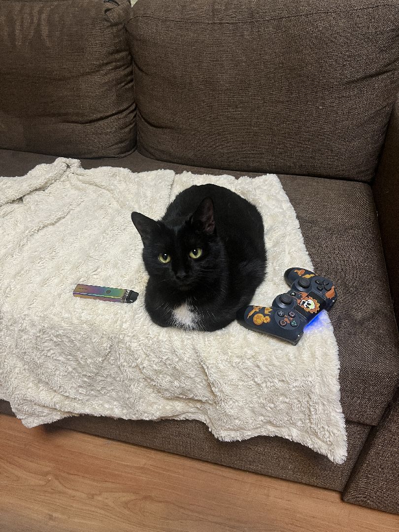 кошки, ветеринария, ветеринарный врач, спасение котов, день кошек,