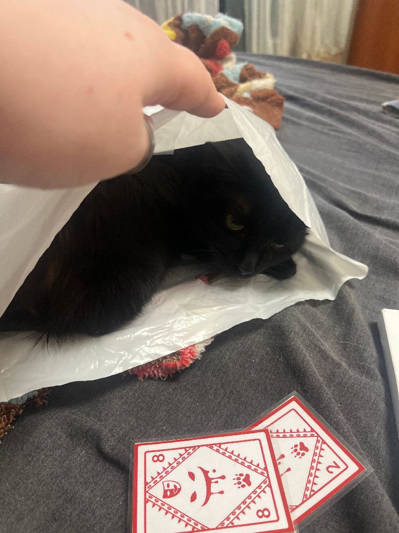 кошки, ветеринария, ветеринарный врач, спасение котов, день кошек,