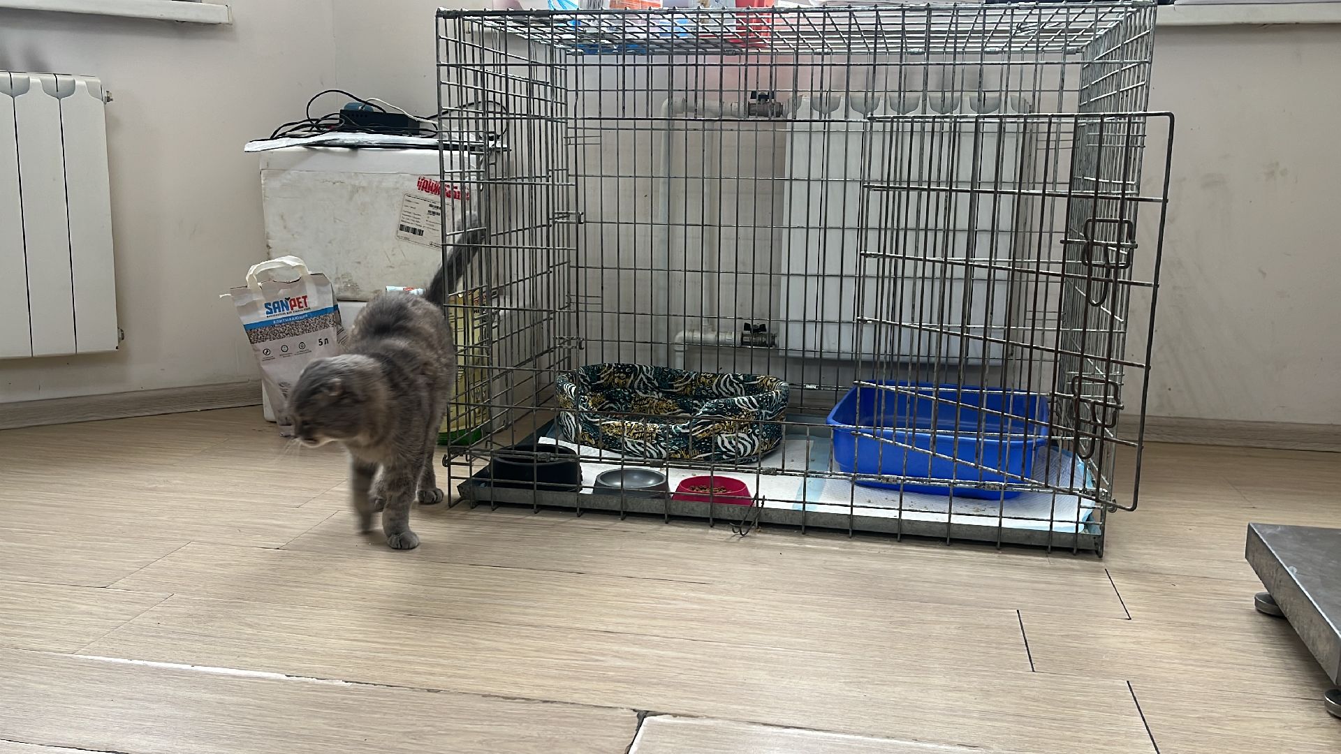 кошки, ветеринария, ветеринарный врач, спасение котов, день кошек,