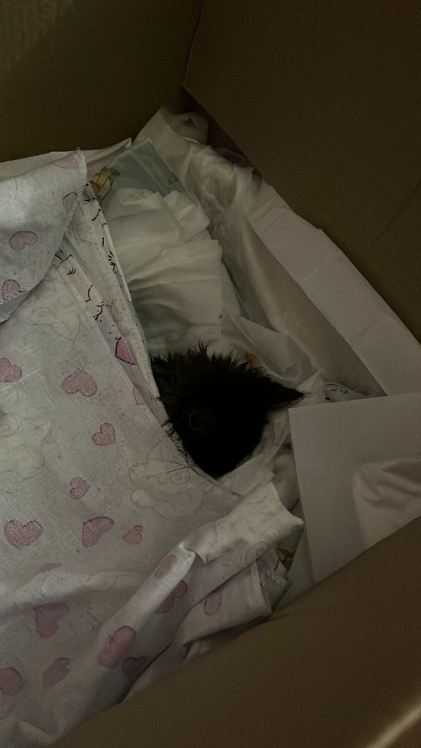 кошки, ветеринария, ветеринарный врач, спасение котов, день кошек,