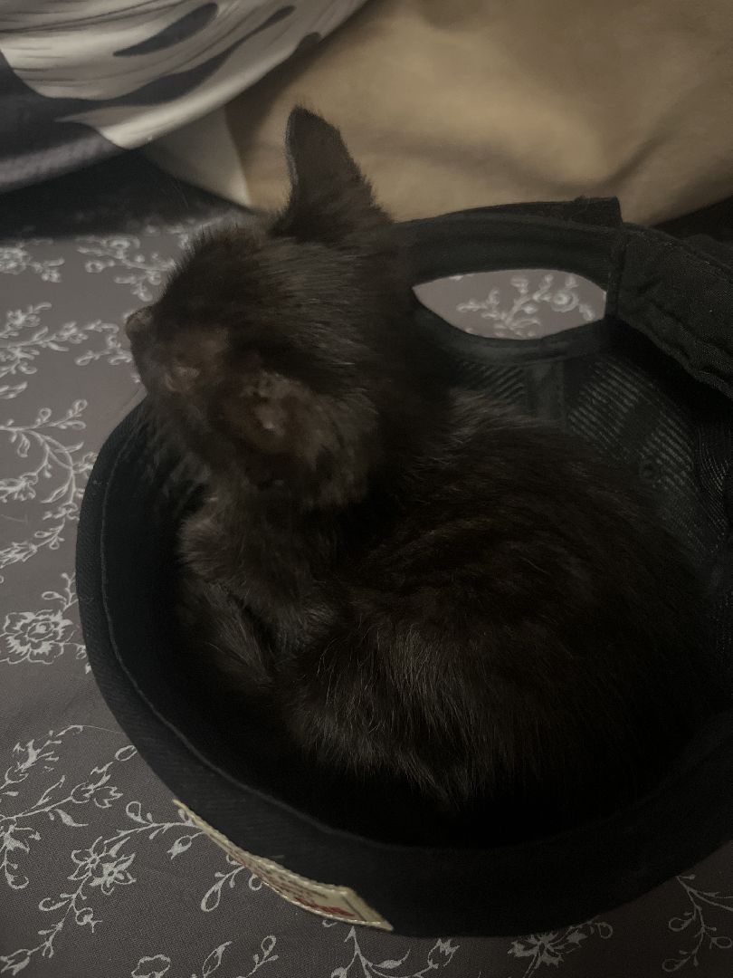 кошки, ветеринария, ветеринарный врач, спасение котов, день кошек,