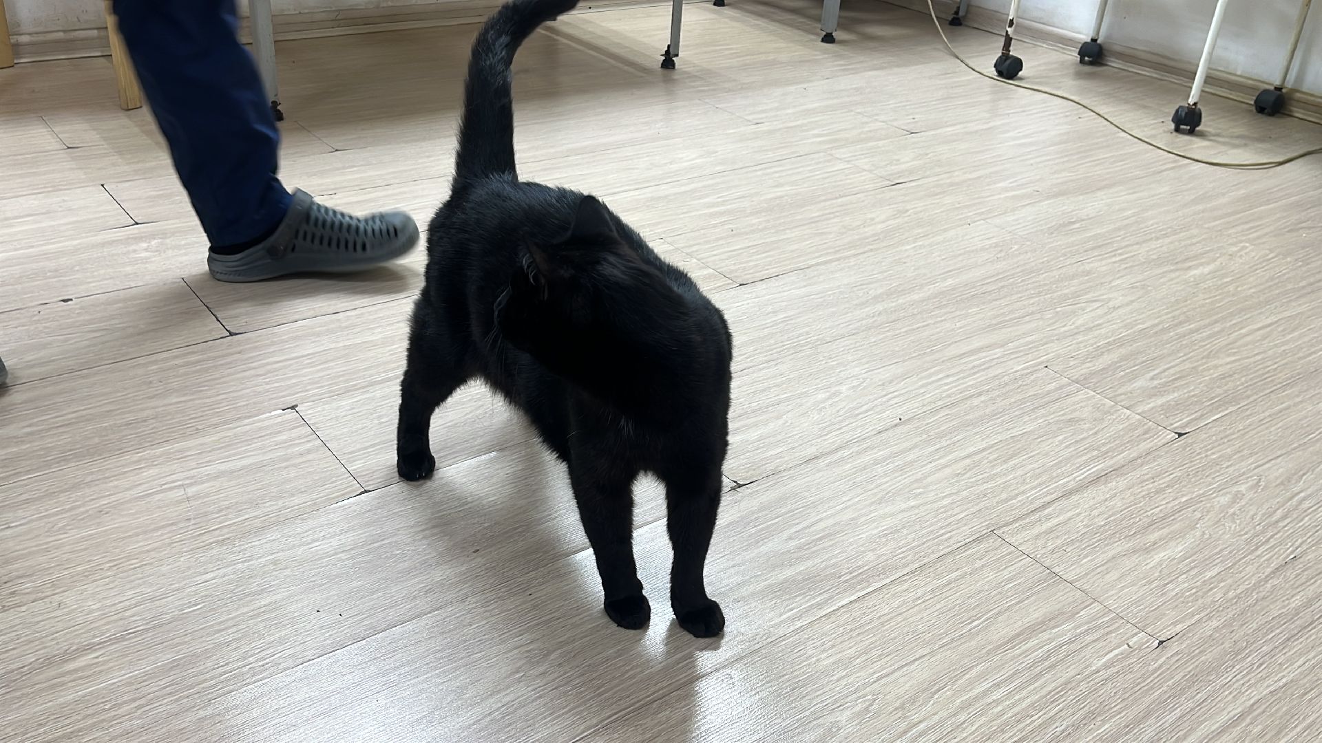 кошки, ветеринария, ветеринарный врач, спасение котов, день кошек,