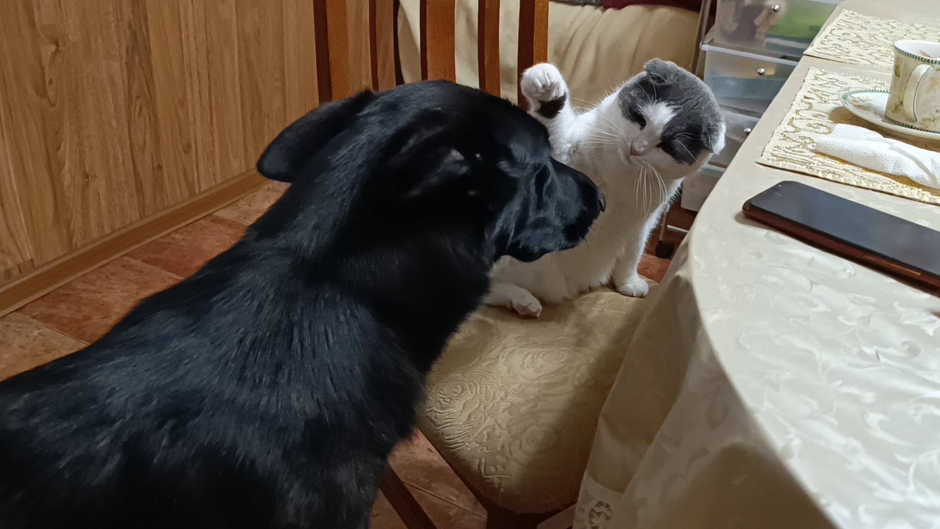 день кошек, кошки, собака, лобня,