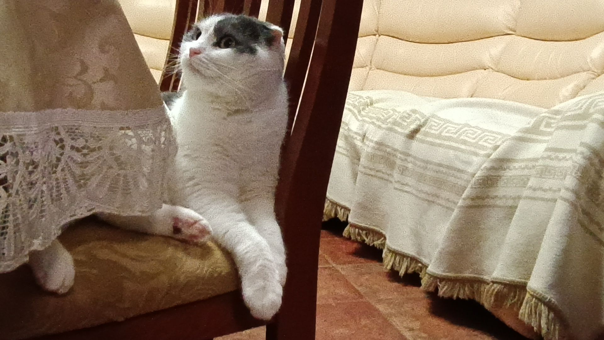 день кошек, кошки, собака, лобня,